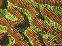 This photo of Brain Coral was taken in Roatan during my l... by Steven Anderson 